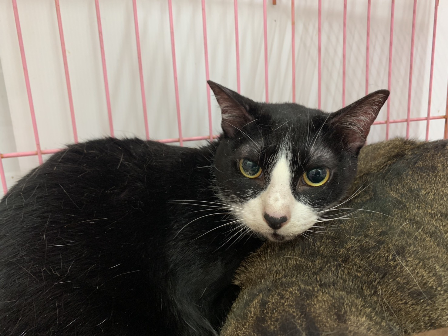Photo of No. VAAAG115050905, Adult · Female · Small · Mixed breed