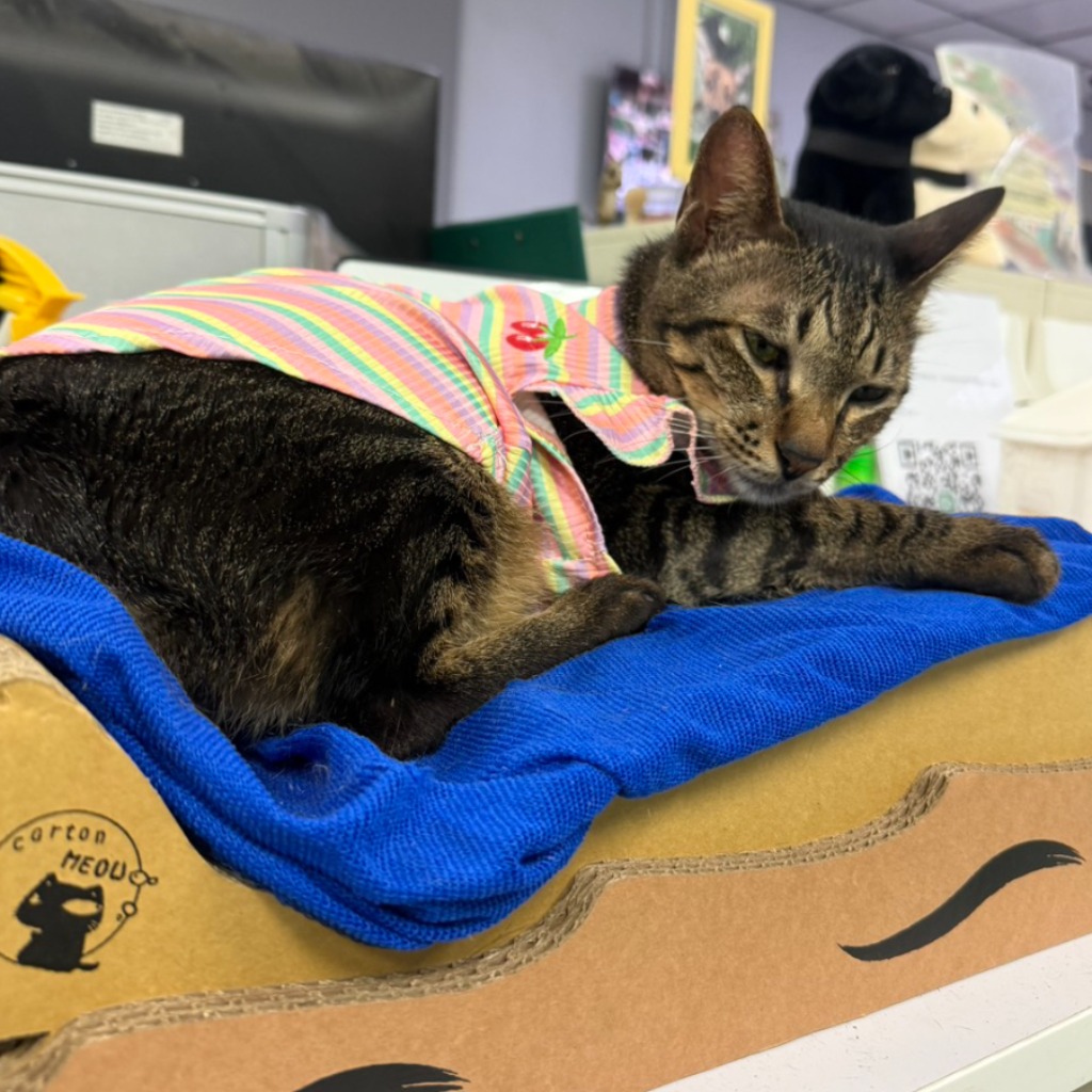 Photo of No. S15C0508-03, Adult · Male · Small · Mixed breed