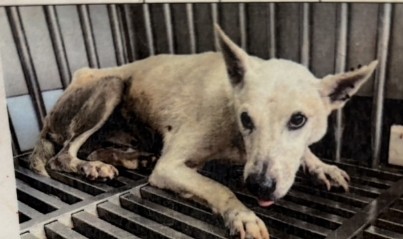 Photo of No. AAAHG1150510002, Adult · Male · Medium · Mixed breed