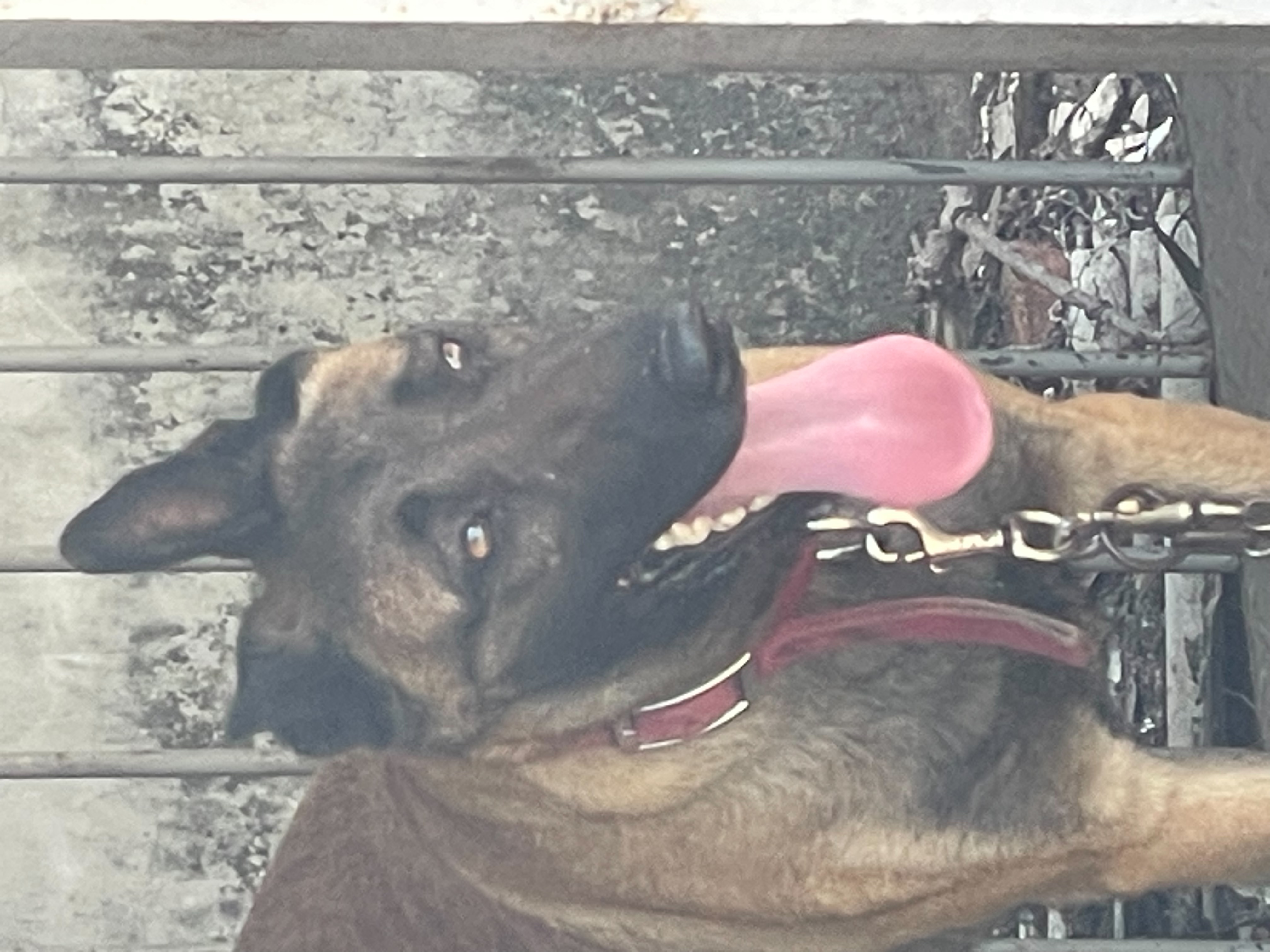 Photo of No. TAAAG1150511001, Adult · Female · Large · Mixed breed