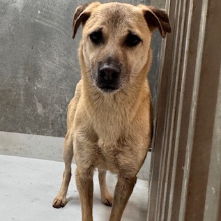 Photo of No. QAAAG1150511001, Adult · Male · Medium · Mixed breed