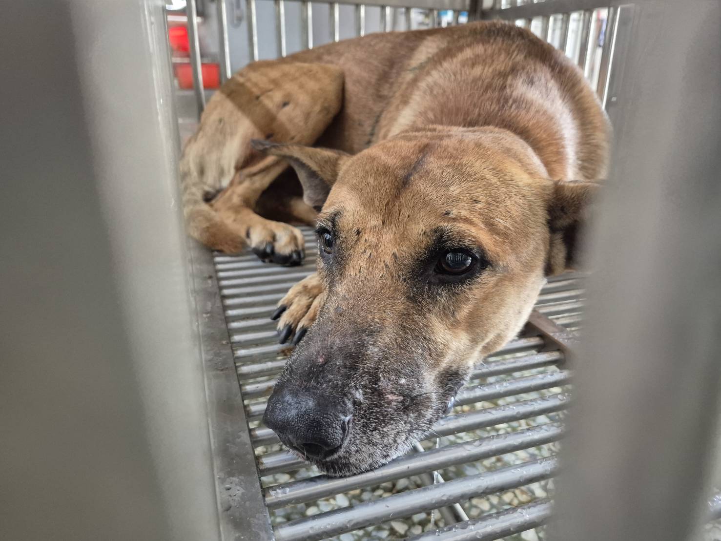 Tan adult male mixed-breed dog, Medium, shelter no. …2-01