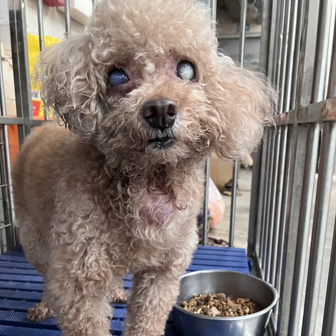Brown adult male poodle, Small, shelter no. …2001