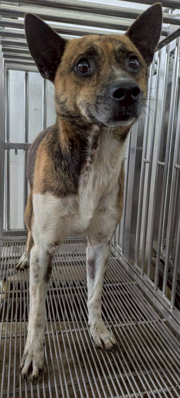 Adult male mixed-breed dog, Medium, shelter no. …3004