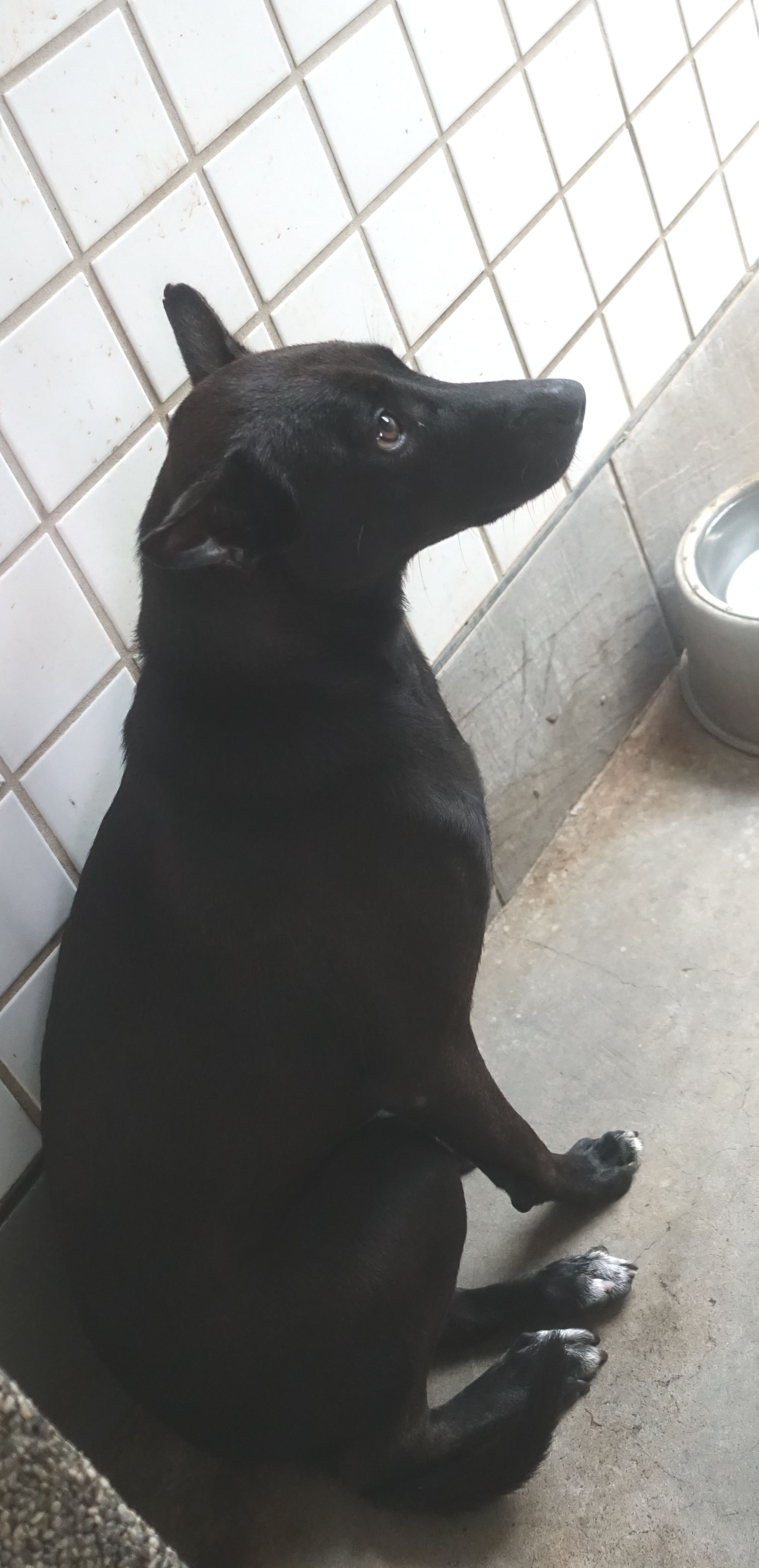 Photo of No. 1150790, Adult · Female · Large · Mixed breed