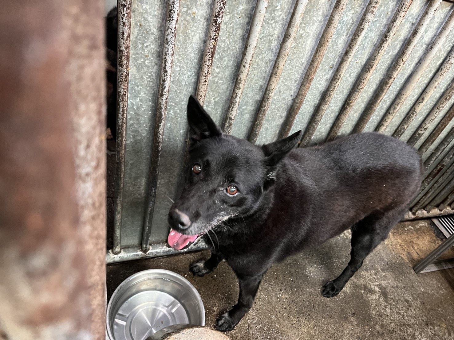 Photo of No. GAAAG1150514003, Adult · Female · Medium · Mixed breed