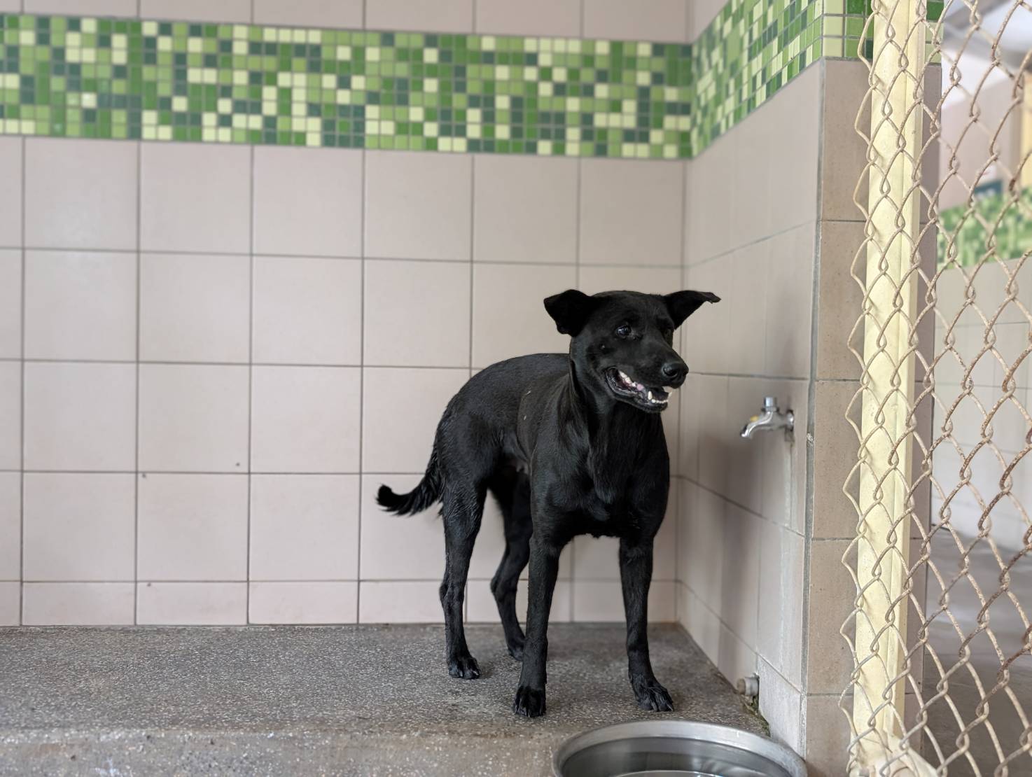 Photo of No. LAABG114102506, Adult · Female · Large · Mixed breed