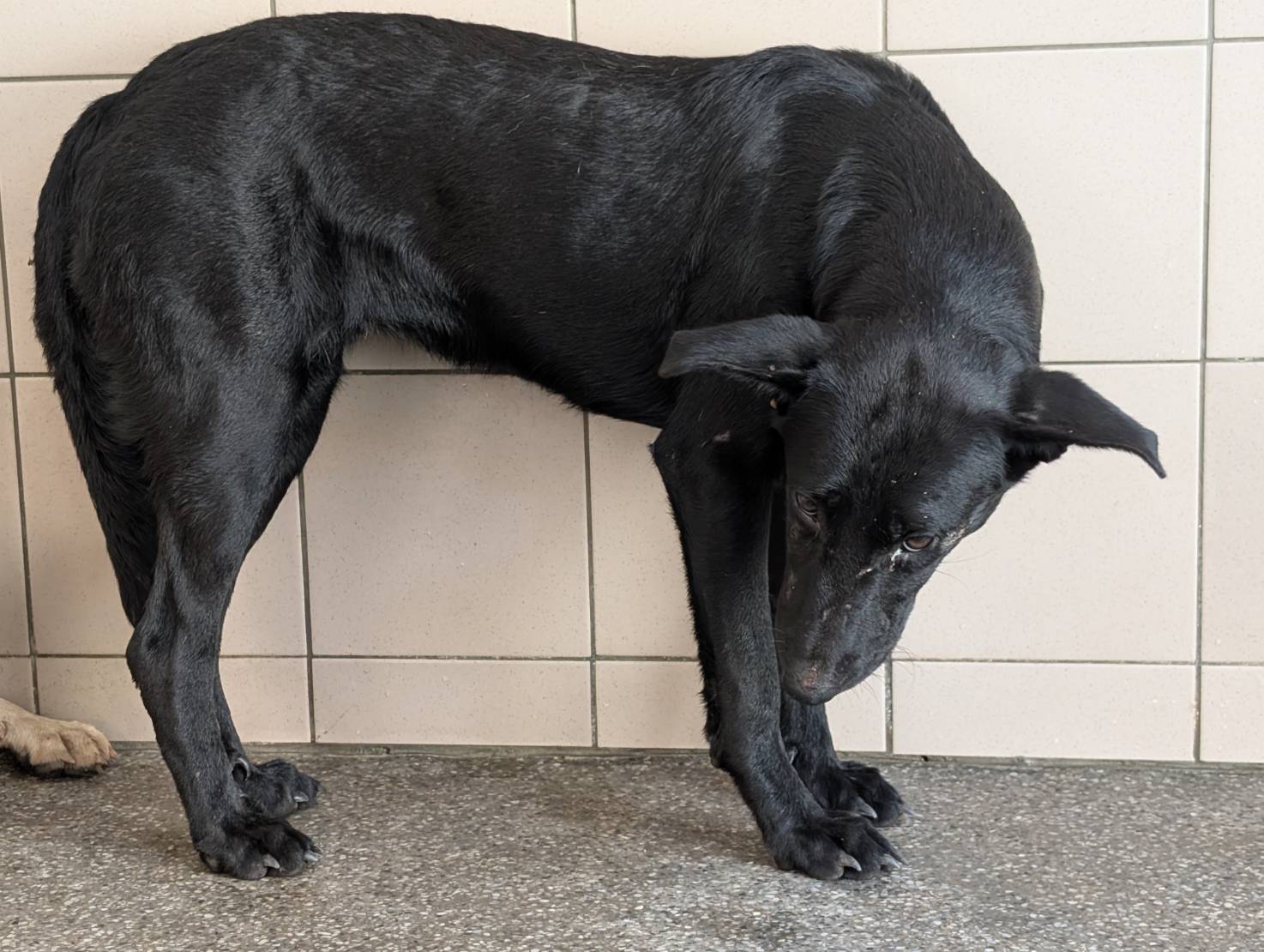 Photo of No. LAABG114100704, Adult · Female · Large · Mixed breed