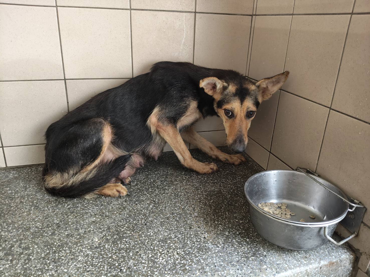 Black adult female mixed-breed dog, Large, shelter no. …0912