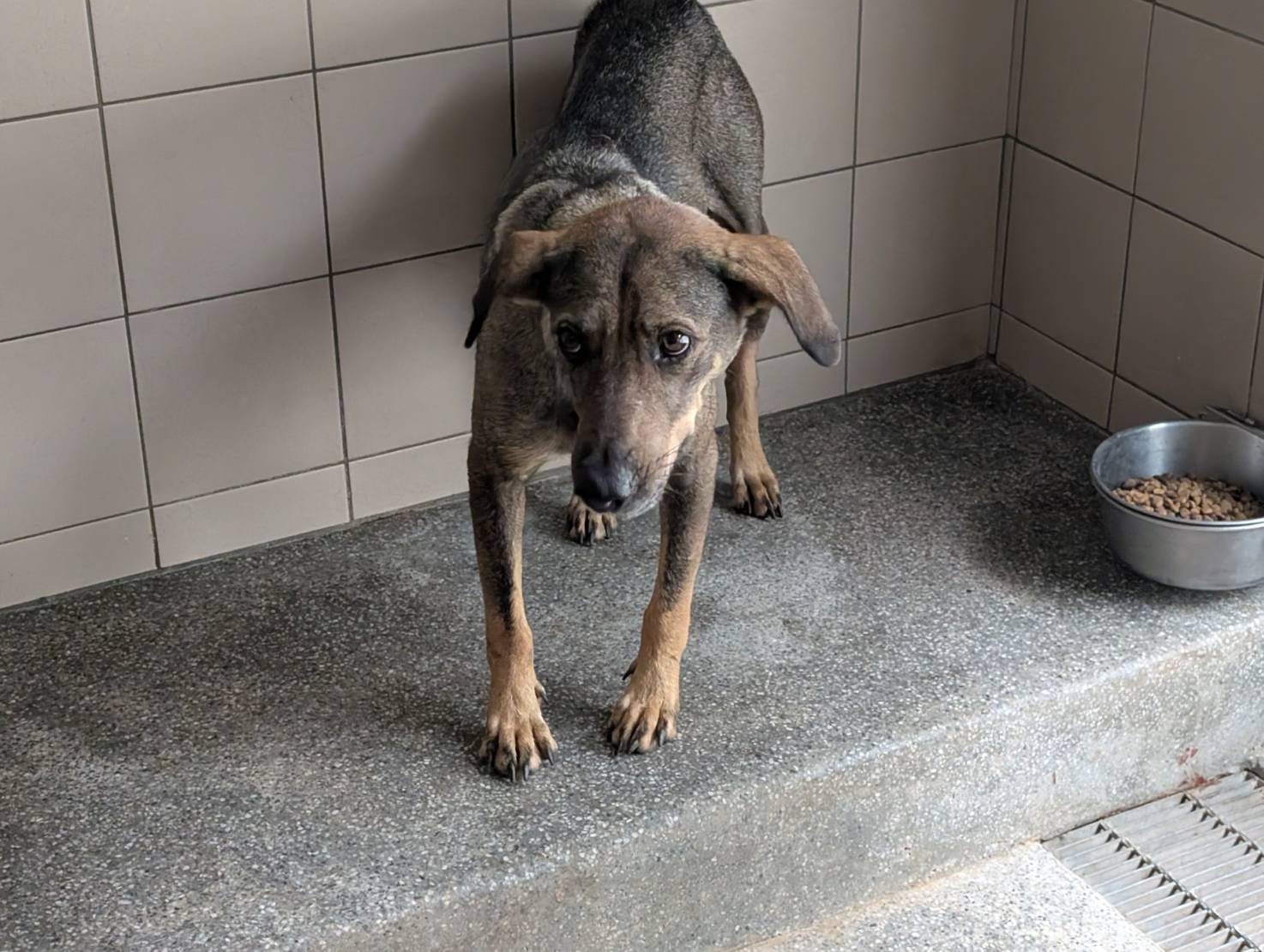 Photo of No. LAABG114100111, Adult · Female · Large · Mixed breed