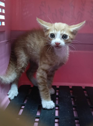Photo of No. TAAAG1150515001, Young · Male · Small · Mixed breed