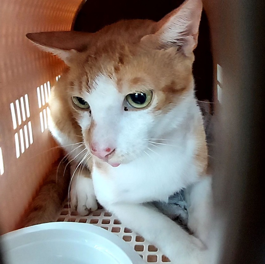 Photo of No. AAACG1150515003, Adult · Male · Medium · Mixed breed