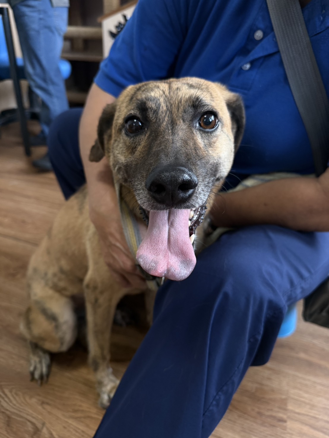 Photo of No. TAAAG1150515002, Adult · Female · Medium · Mixed breed