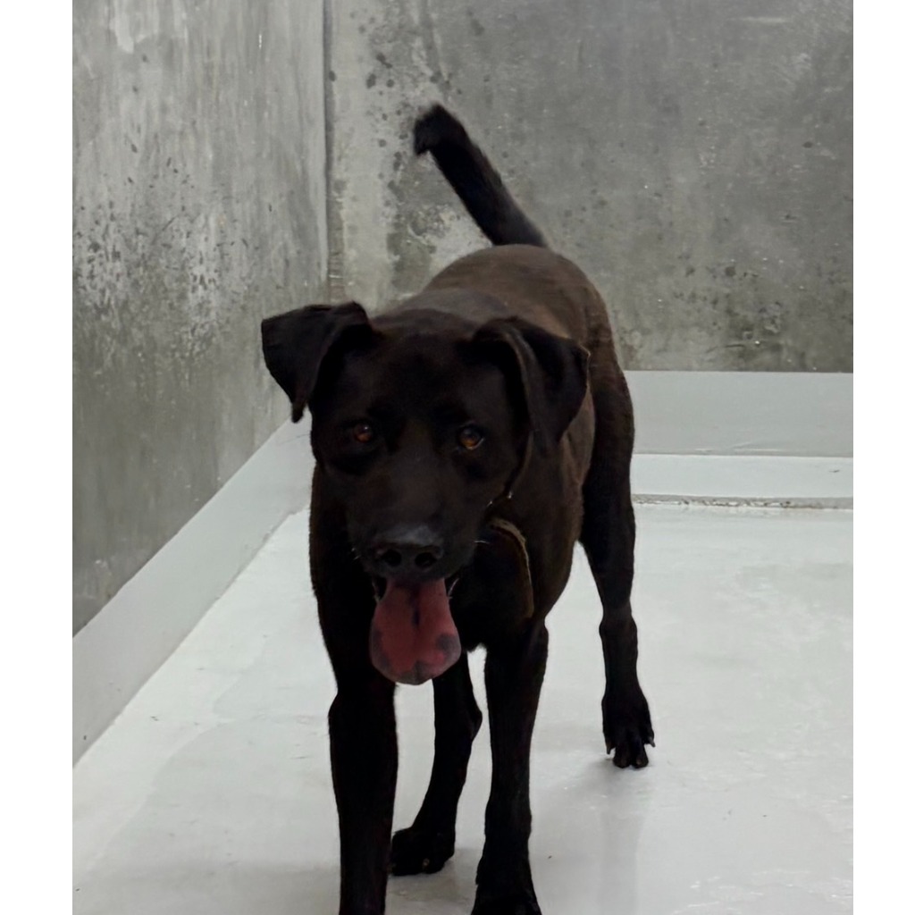 Black adult male mixed-breed dog, Large, shelter no. …5003