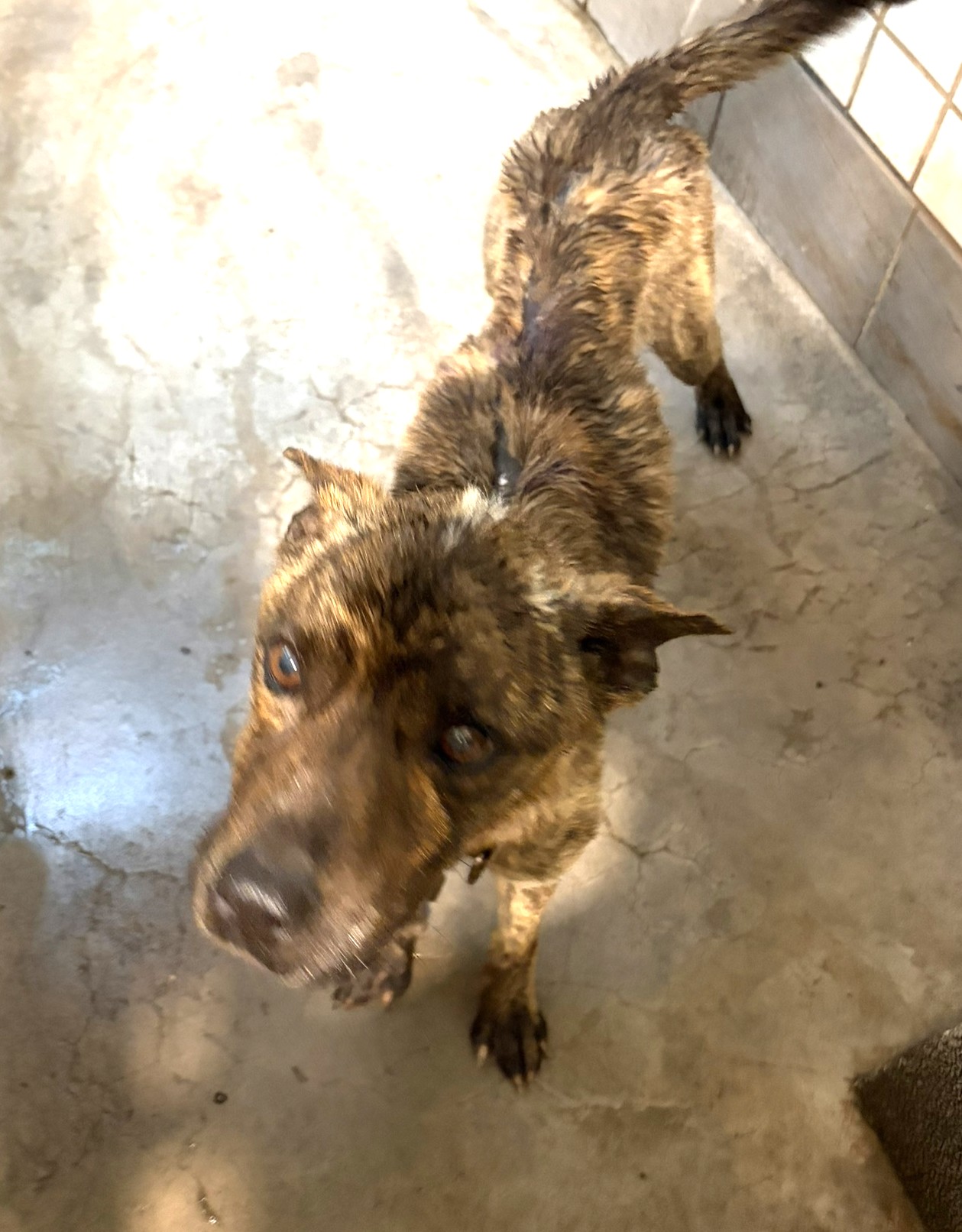 Photo of No. 1150812, Adult · Male · Large · Mixed breed