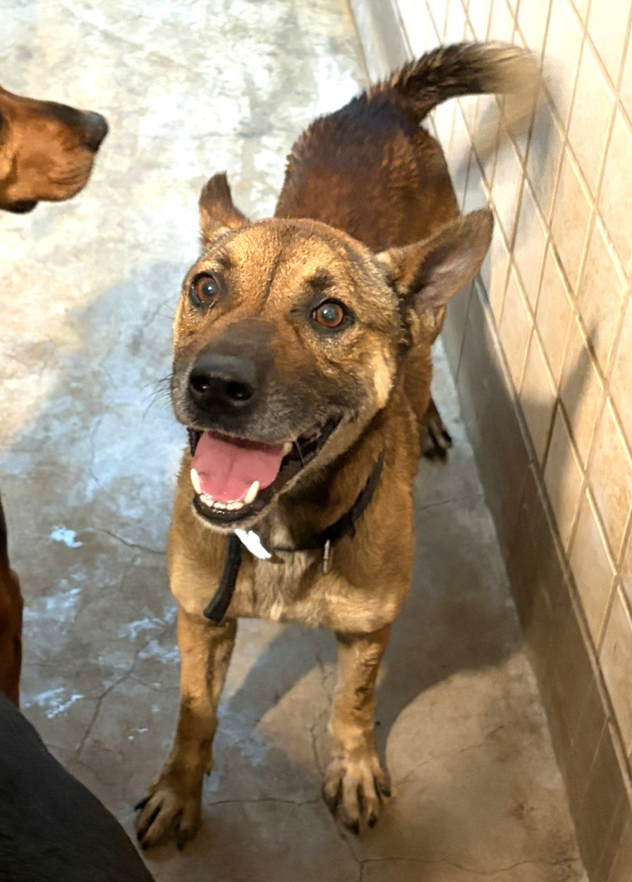 Photo of No. 1150813, Adult · Male · Large · Mixed breed