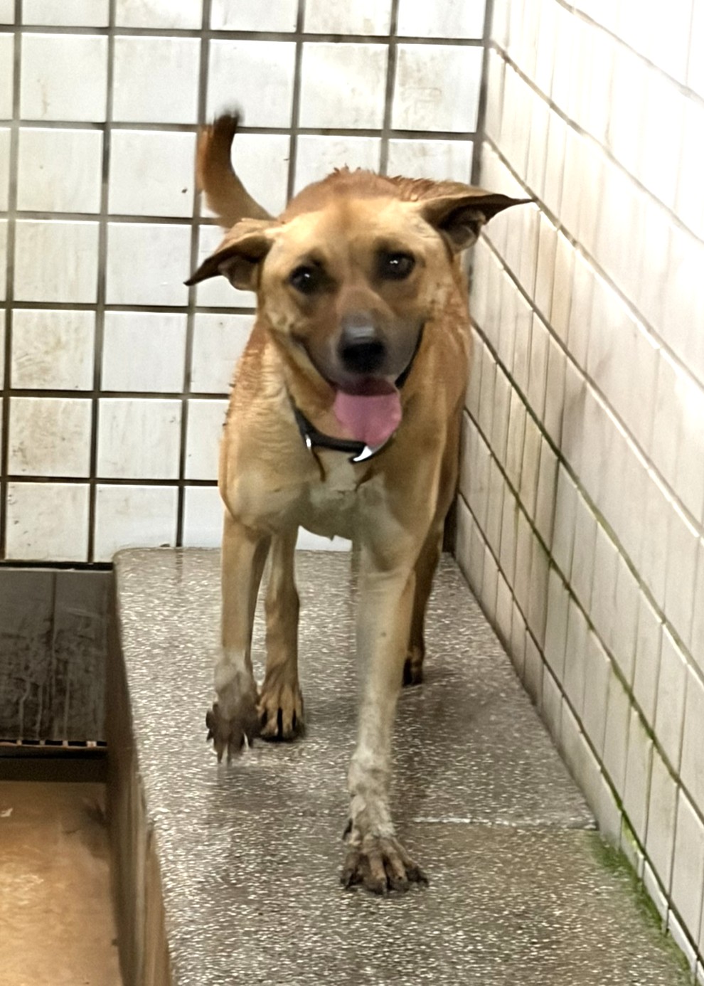 Photo of No. 1150814, Adult · Female · Large · Mixed breed