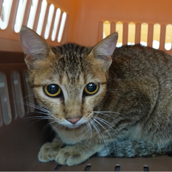 Photo of No. W15C0516-05, Adult · Female · Medium · Mixed breed
