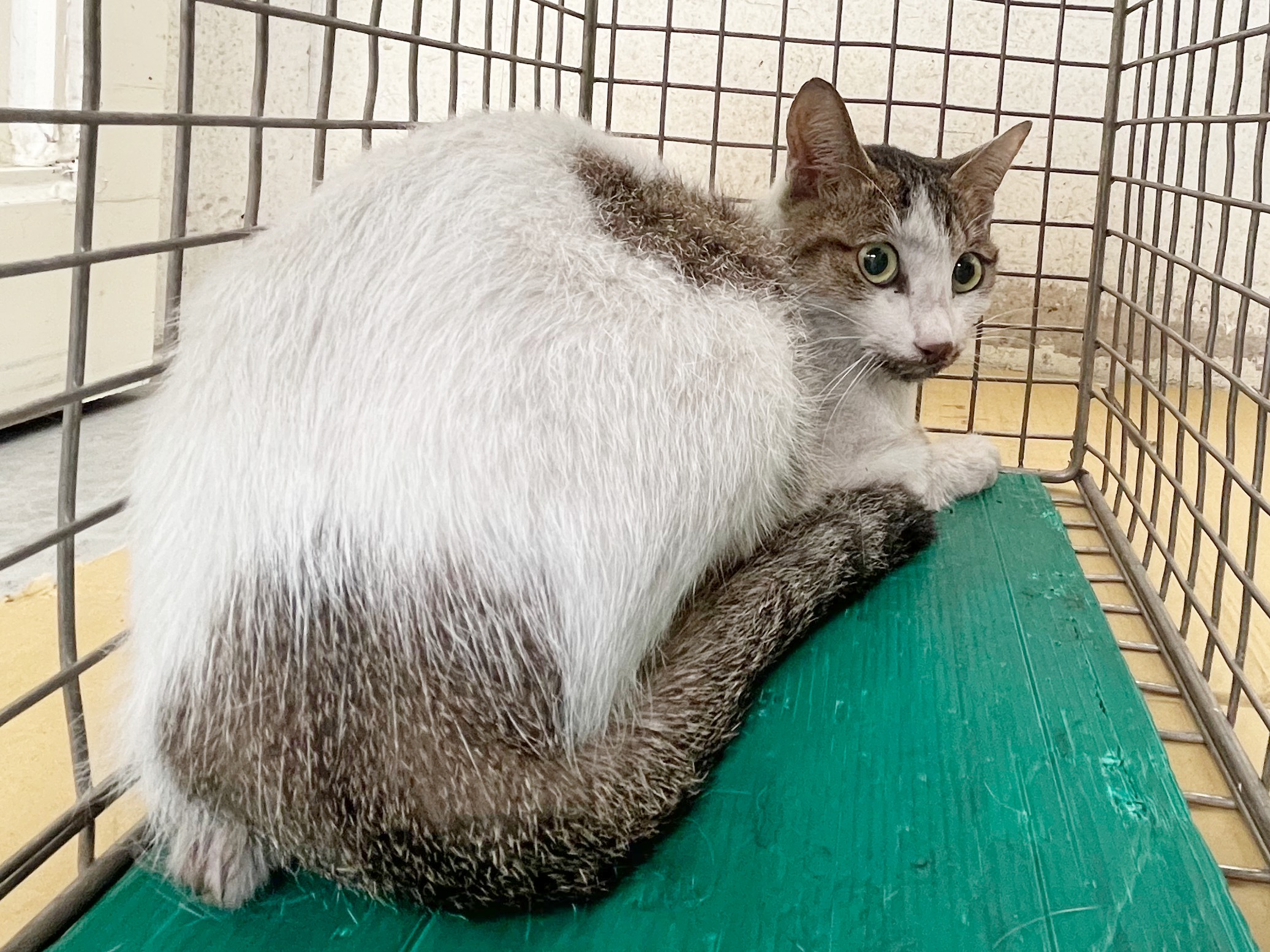 Photo of No. VAAAG115051805, Adult · Female · Medium · Mixed breed