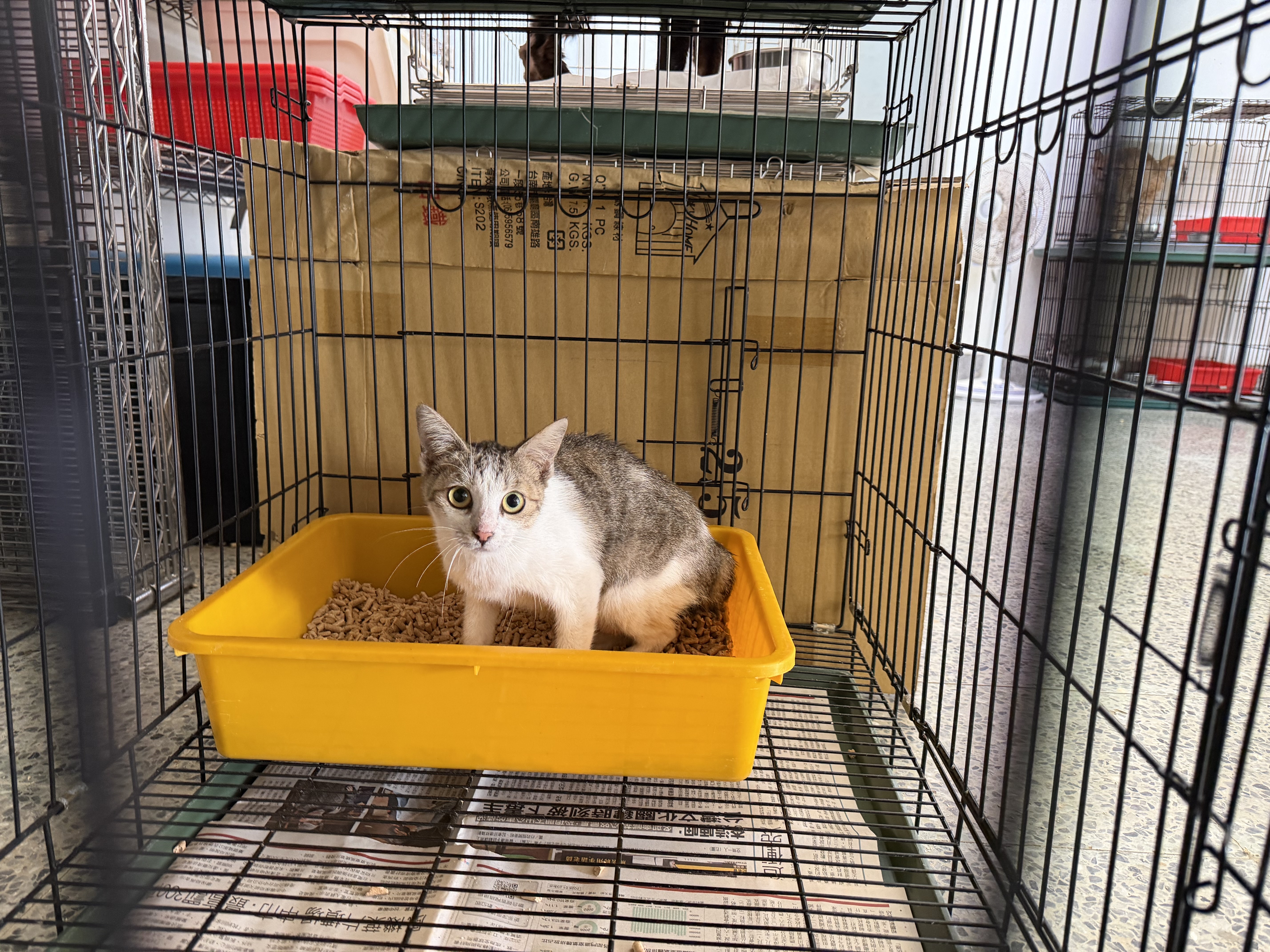 Photo of No. QAAAG1150519002, Adult · Female · Medium · Mixed breed