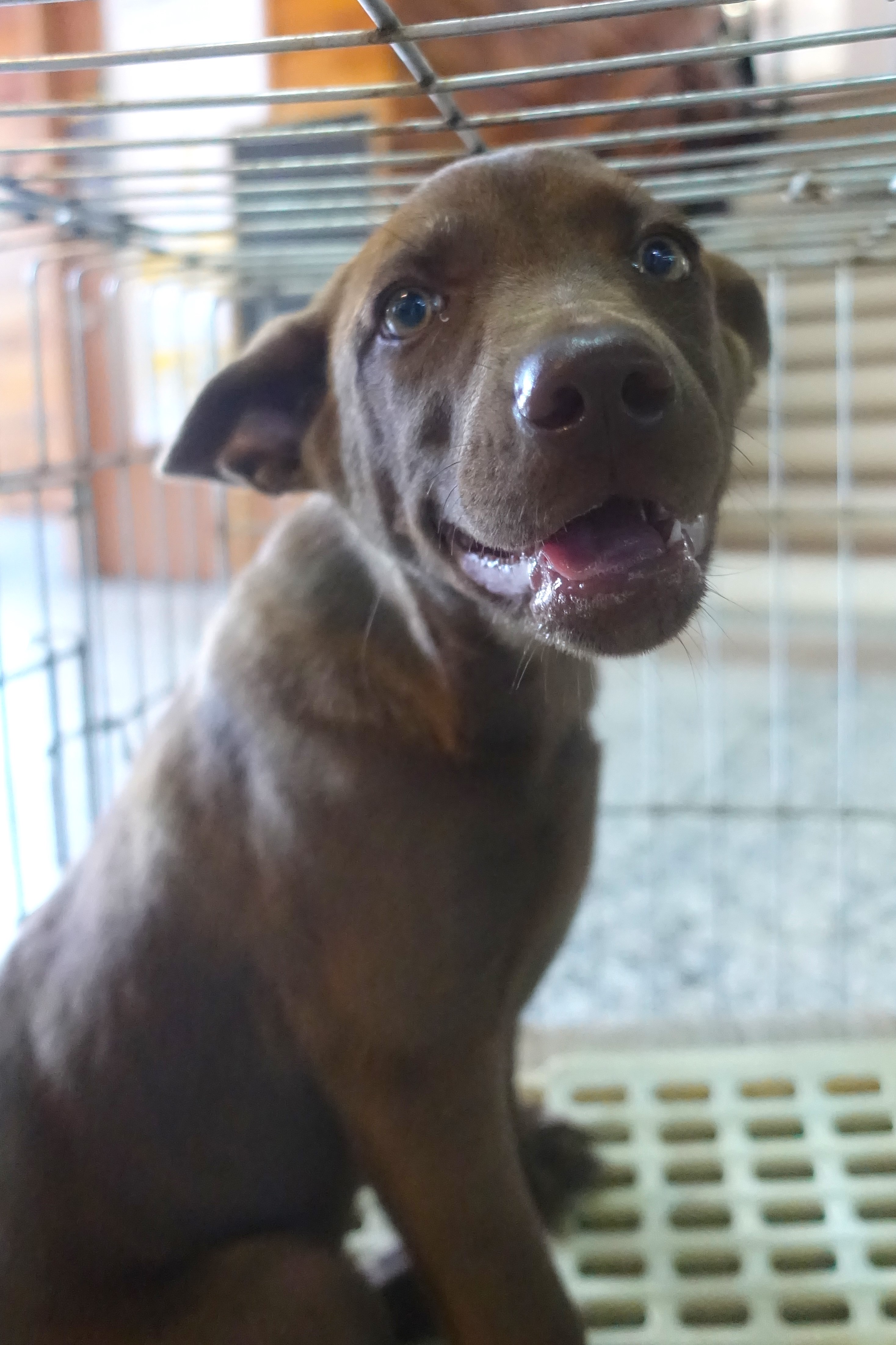 Photo of No. 1150821, Young · Female · Medium · Mixed breed