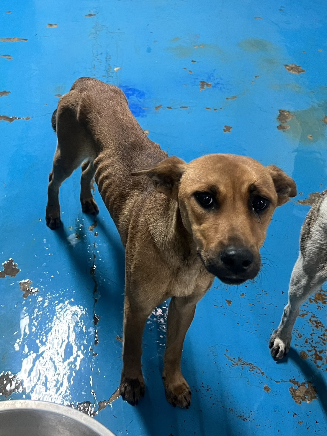 Photo of No. EAAAG1150519008, Adult · Female · Large · Mixed breed