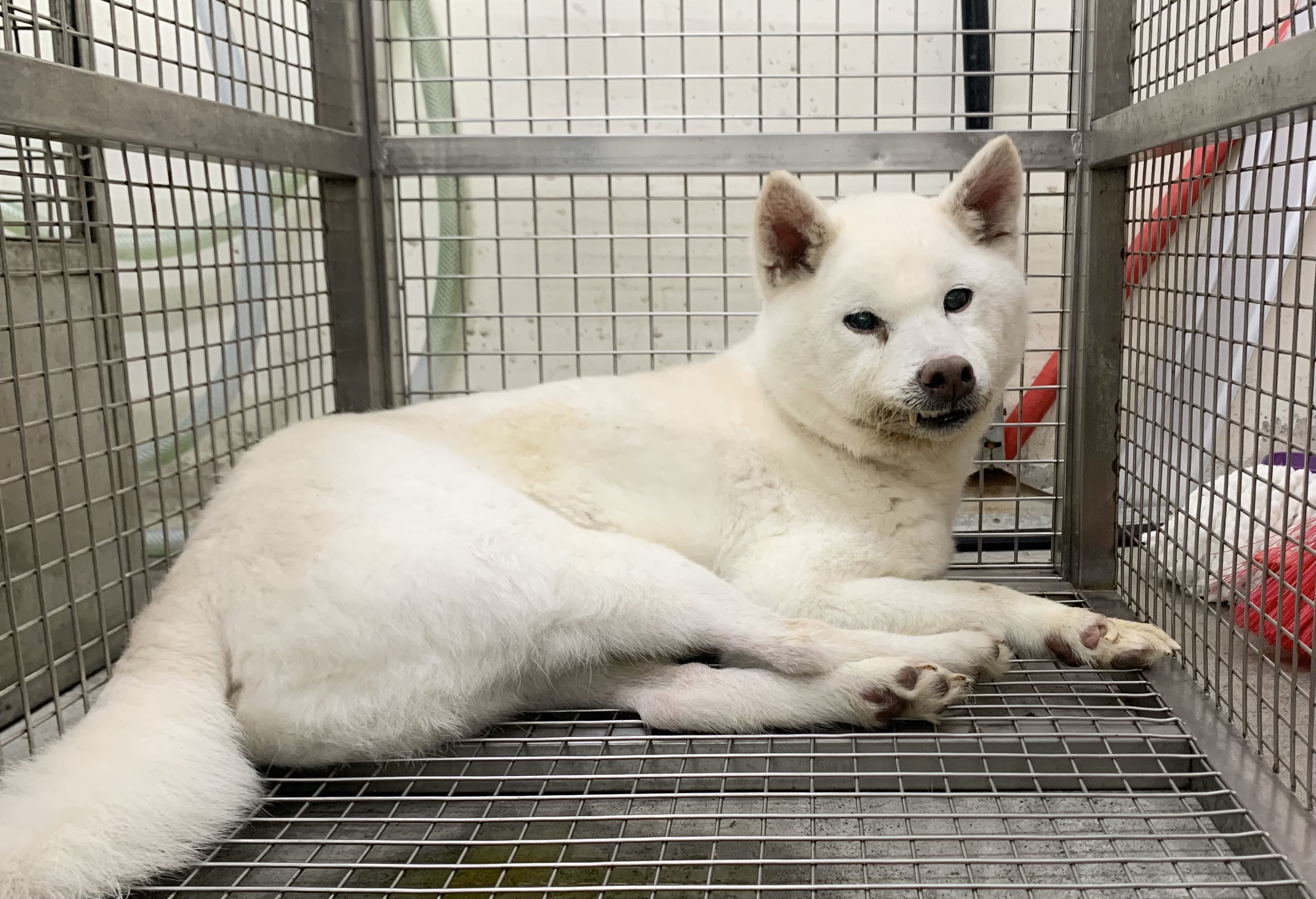 Photo of No. VAAAG115051908, Adult · Male · Medium · Shiba Inu