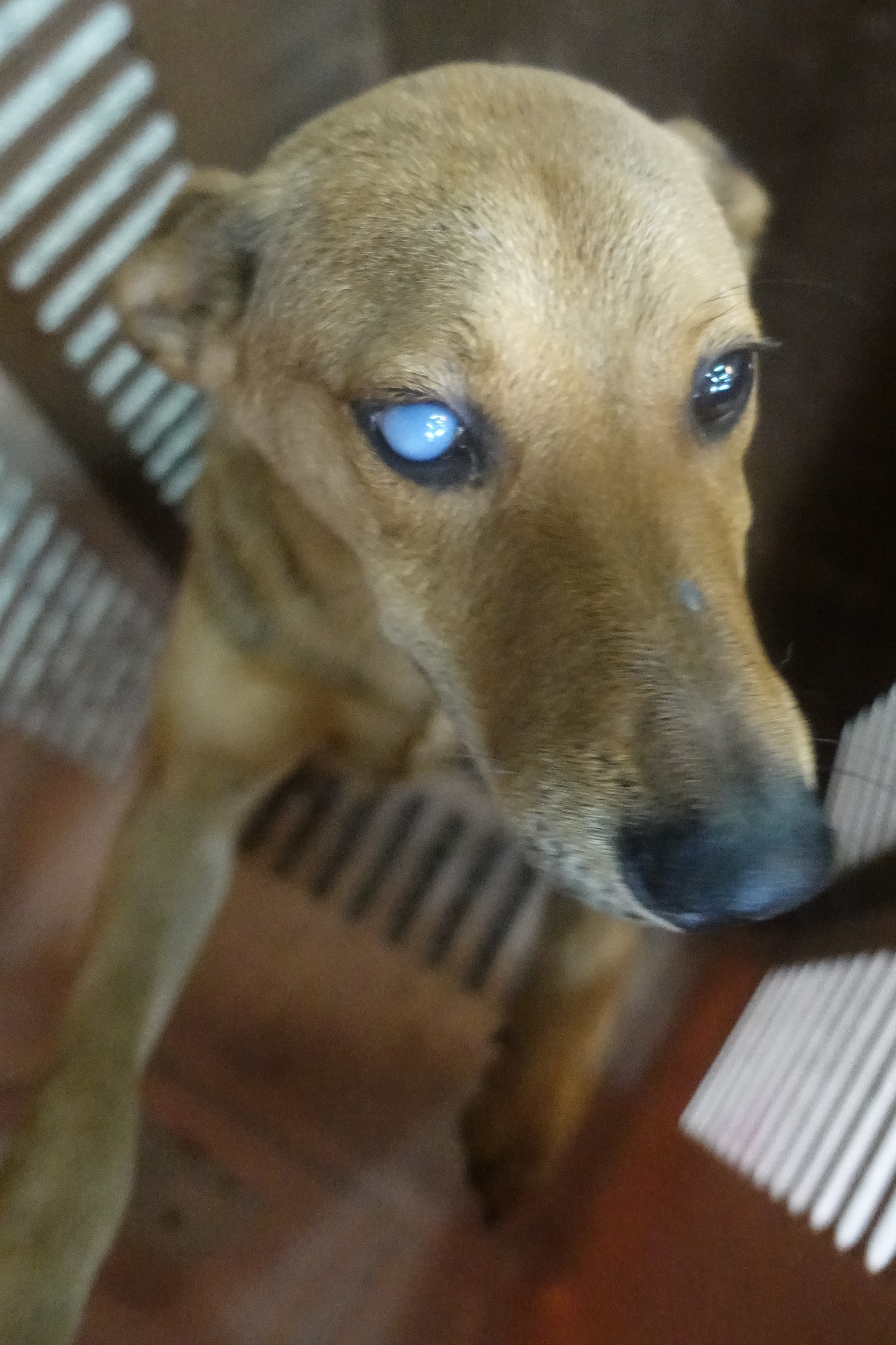Photo of No. 1150832, Adult · Male · Large · Mixed breed
