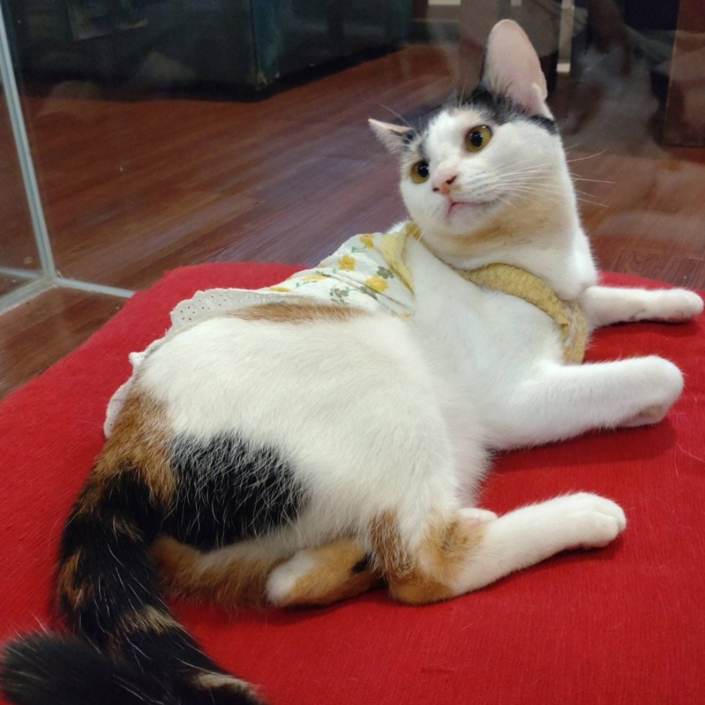 Photo of No. VAAAG114061206, Young · Female · Small · Mixed breed