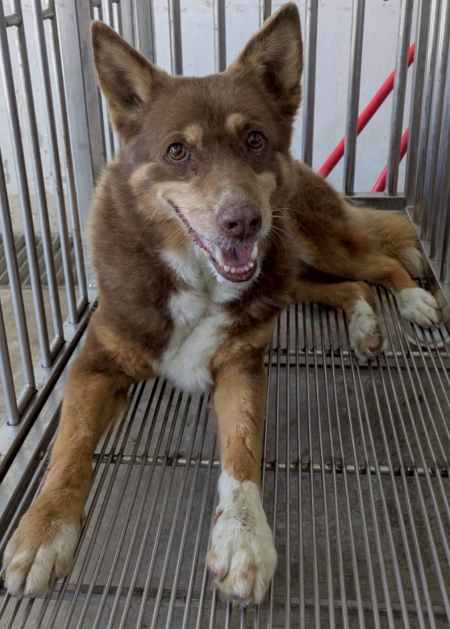Photo of No. OAAAG1150520001, Adult · Female · Medium · Mixed breed