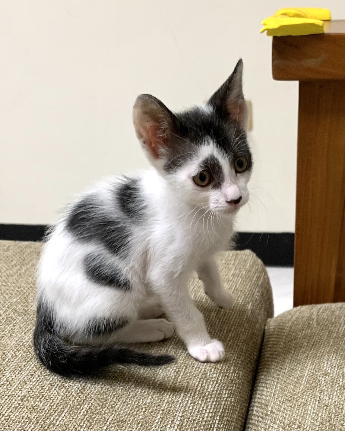 Photo of No. AAAIG1150520004, Young · Male · Small · Mixed breed
