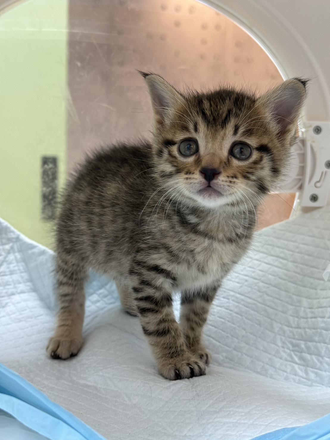 Photo of No. AAAIG1150520005, Young · Female · Small · Mixed breed