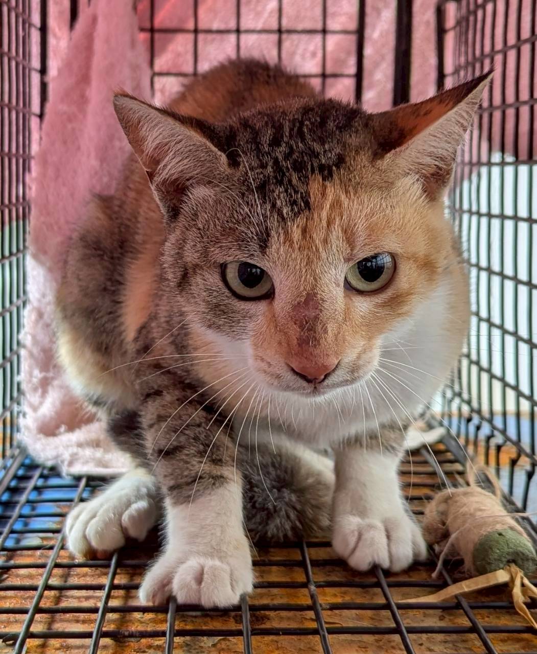 Photo of No. OAAAG1150520006, Adult · Male · Small · Mixed breed