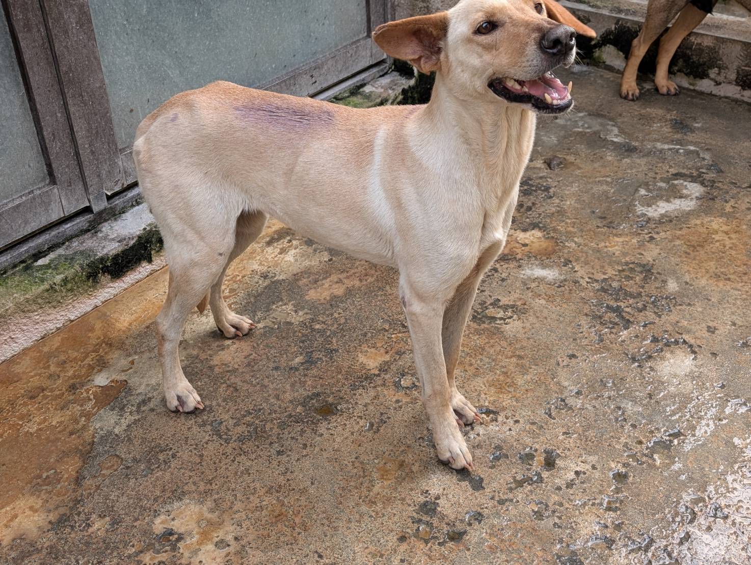 Tan adult female mixed-breed dog, Large, shelter no. …2901