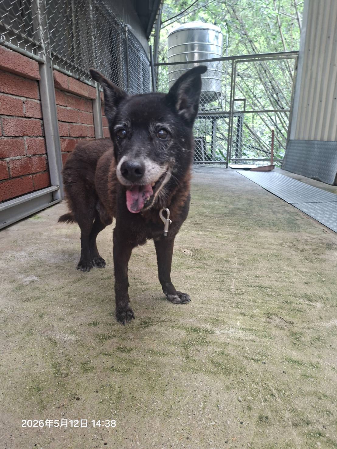 Photo of No. AAAIG1150520012, Adult · Male · Medium · Mixed breed