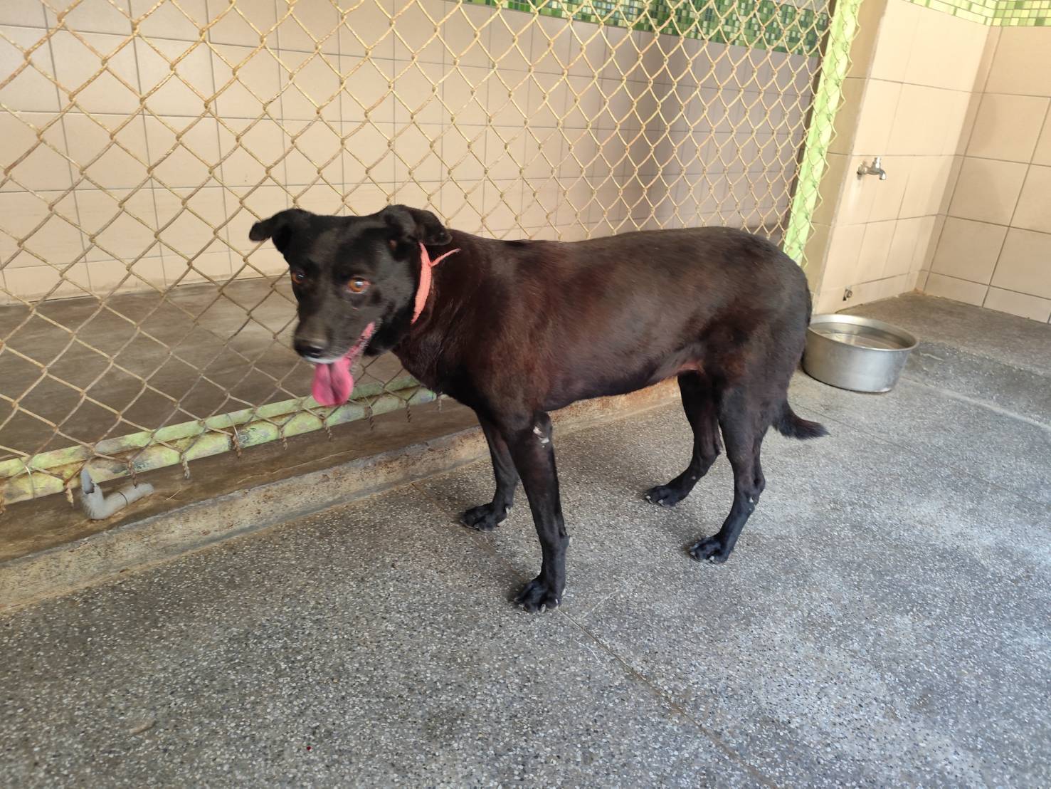 Photo of No. LAABG114121102, Adult · Female · Large · Mixed breed