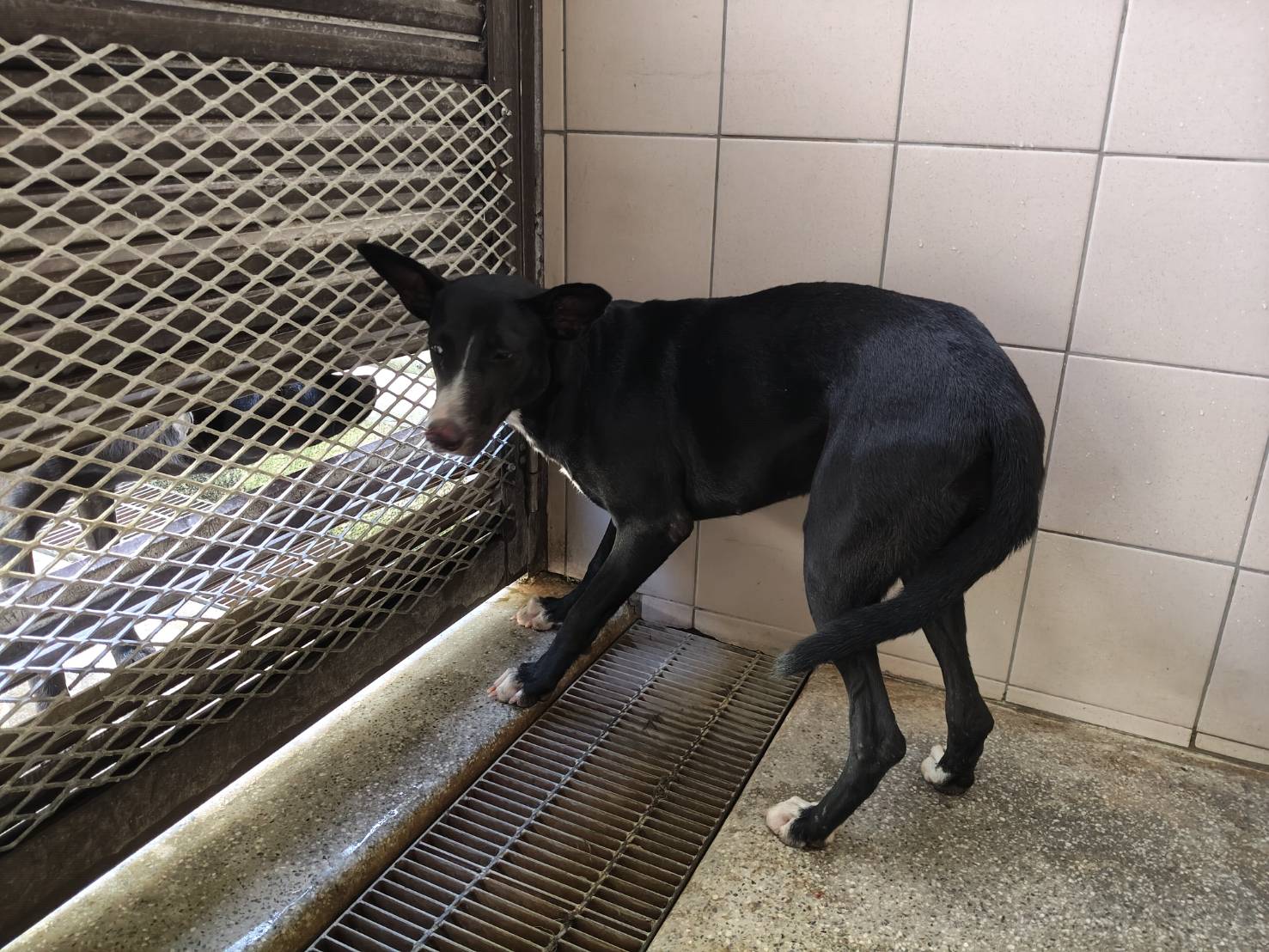 Photo of No. LAABG114101001, Adult · Female · Large · Mixed breed