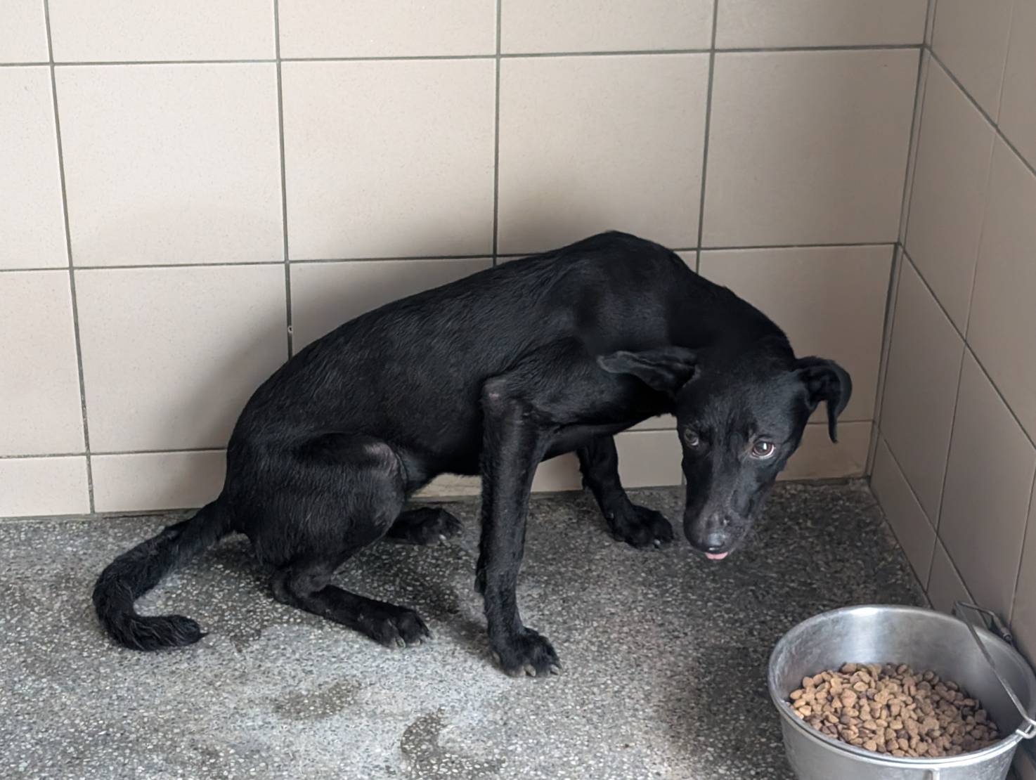 Photo of No. LAABG114100102, Adult · Female · Large · Mixed breed