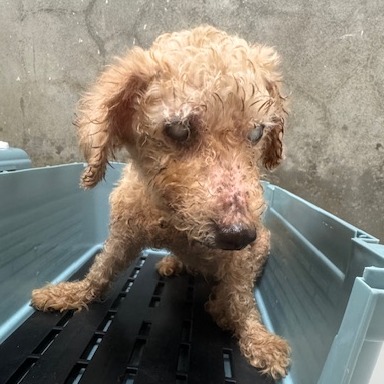 Photo of No. QAAAG1150521001, Adult · Male · Small · poodle