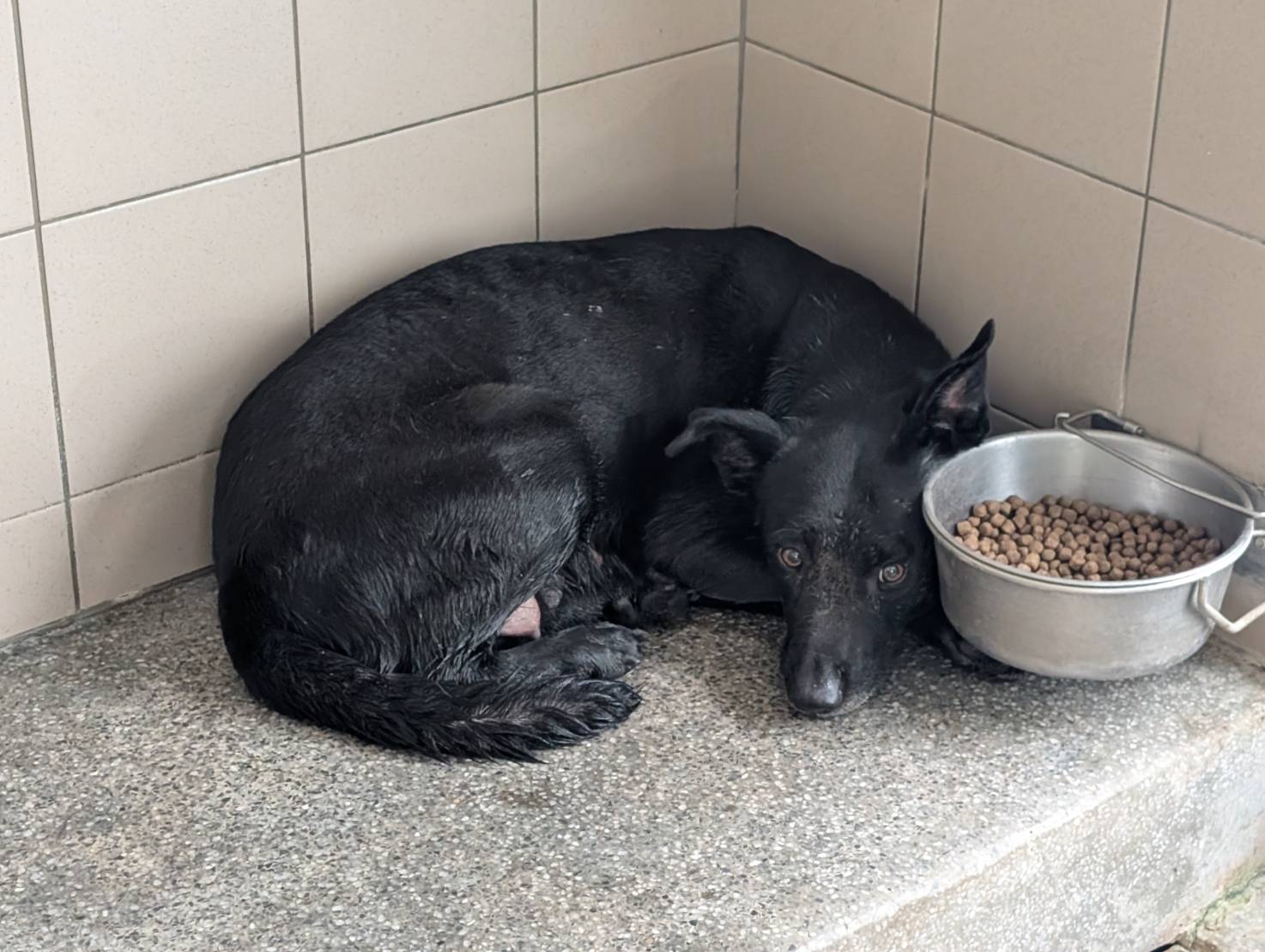 Photo of No. LAABG114102112, Adult · Female · Large · Mixed breed