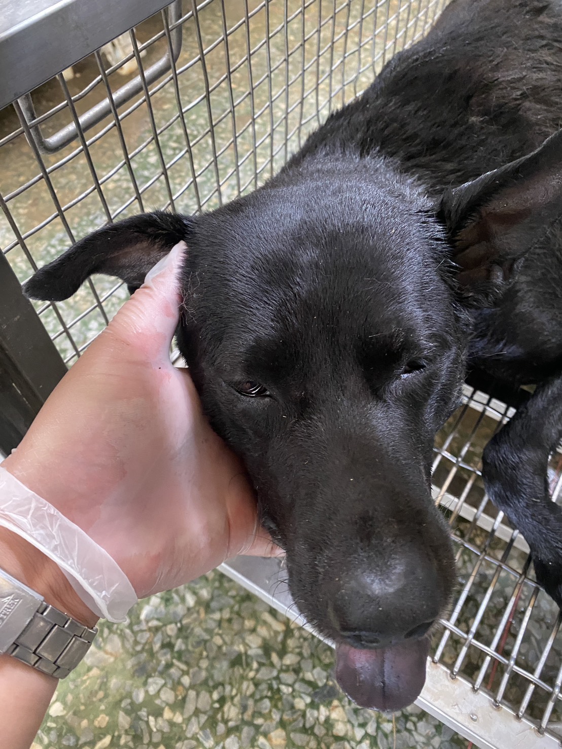 Black adult male mixed-breed dog, Medium, shelter no. …1-10