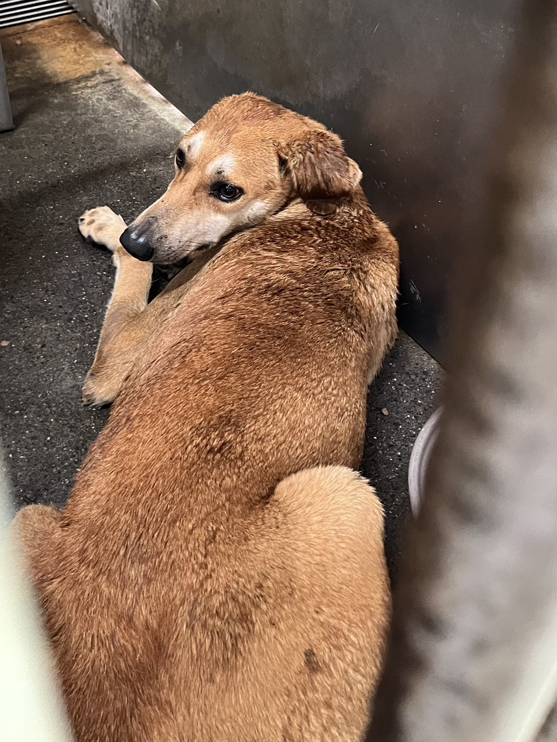 Photo of No. GAAAG1150521002, Adult · Male · Medium · Mixed breed