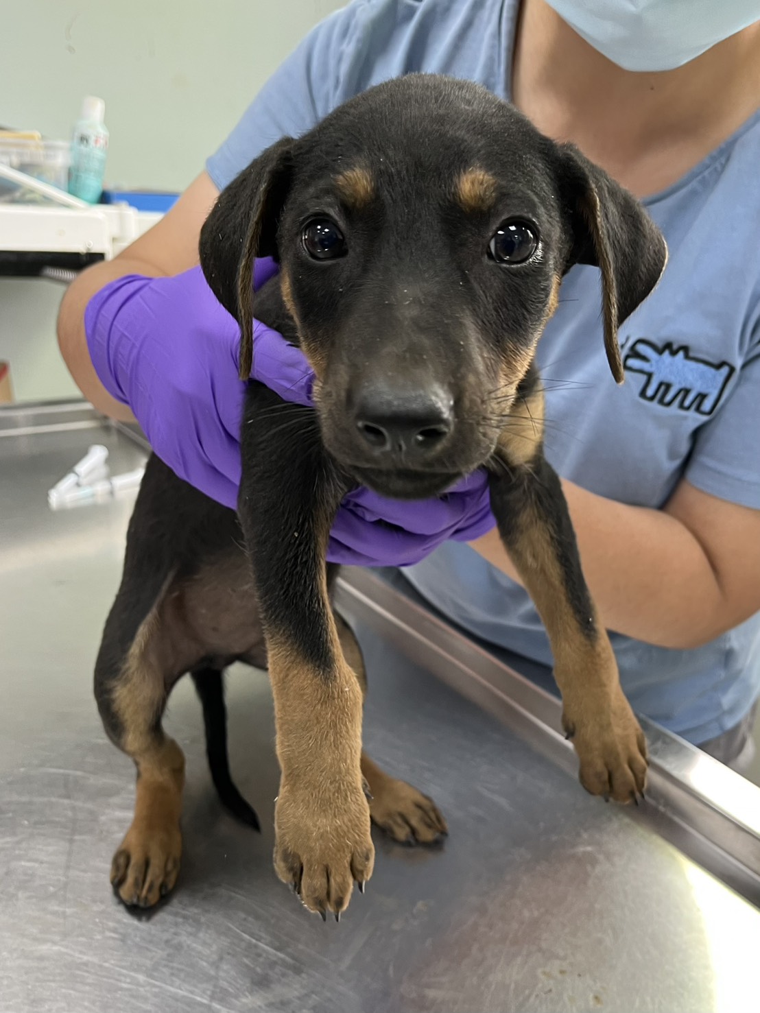 Black-and-tan young male mixed-breed dog, Small, shelter no. …3007