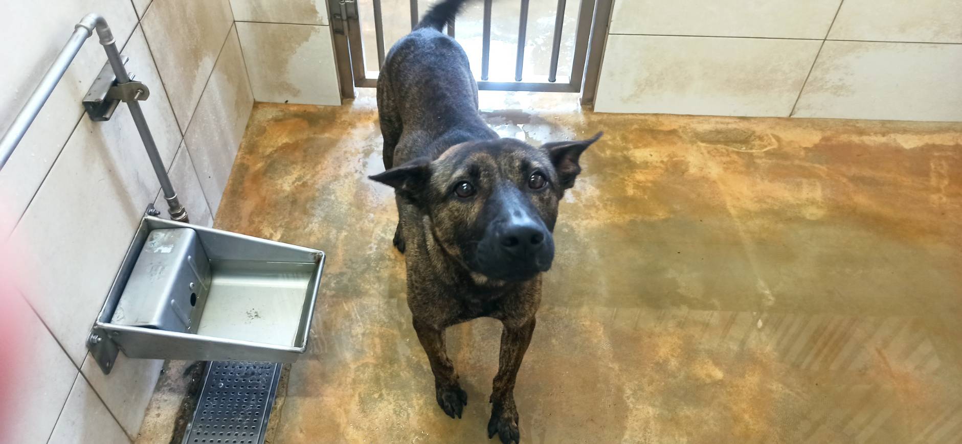 Photo of No. 1150518D01, Adult · Male · Medium · Mixed breed