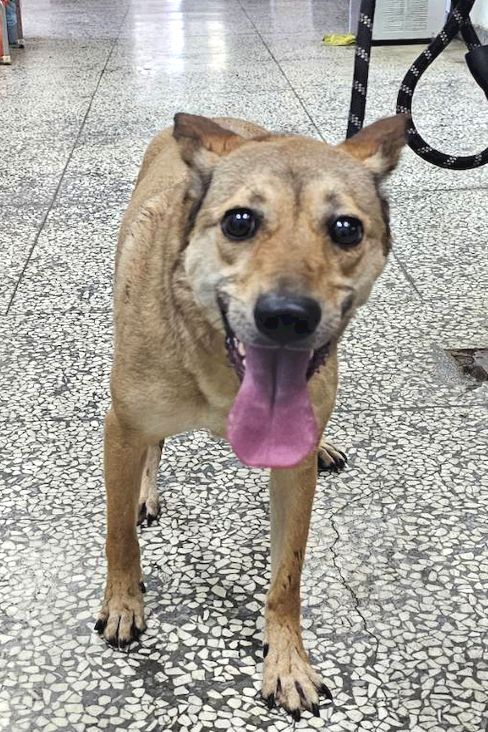 Brown adult female mixed-breed dog, Large, shelter no. …0878