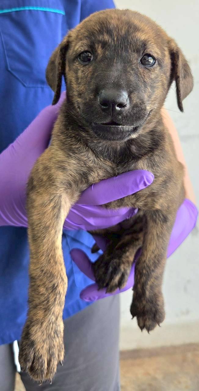 Tabby young female mixed-breed dog, Medium, shelter no. …6002