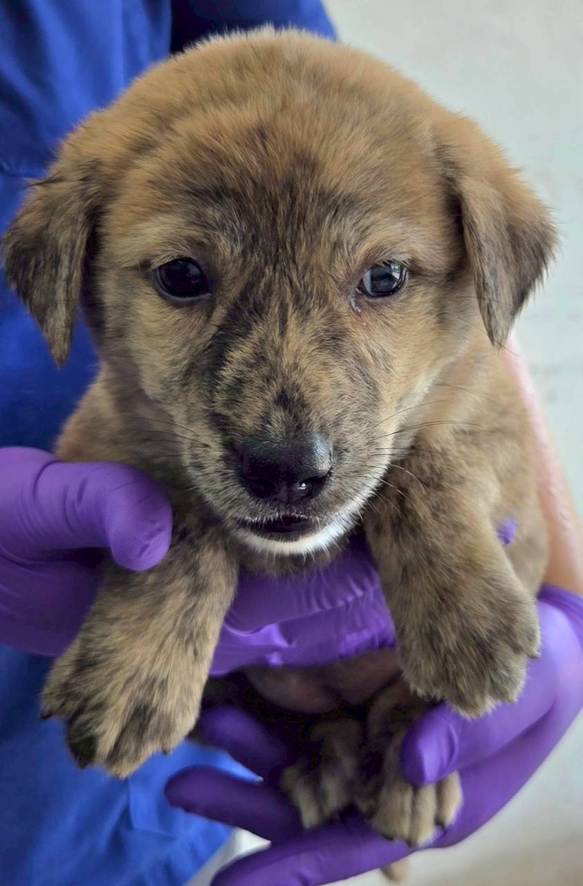Photo of No. OAAAG1150526003, Young · Female · Medium · Mixed breed