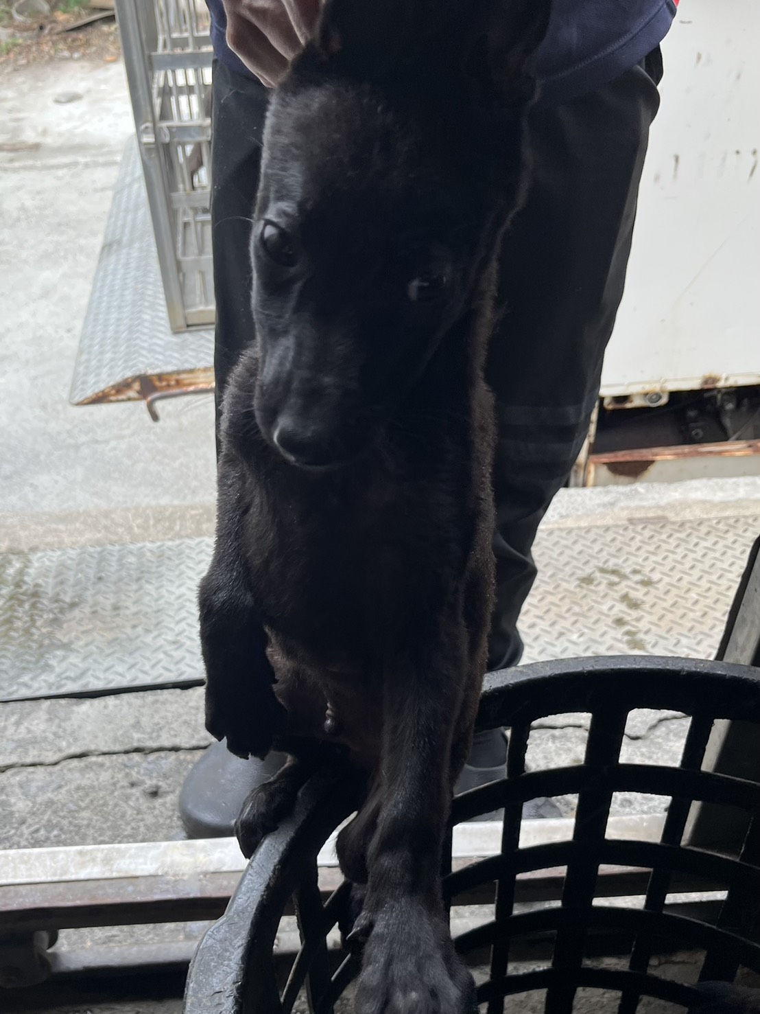Black young male mixed-breed dog, Small, shelter no. …6007