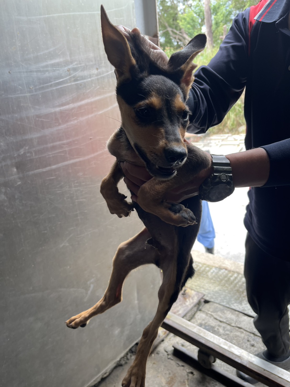 Photo of No. GAAAG1150526010, Young · Male · Small · Mixed breed