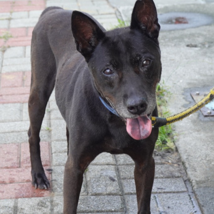 Photo of No. W131106-06, Adult · Male · Medium · Mixed breed